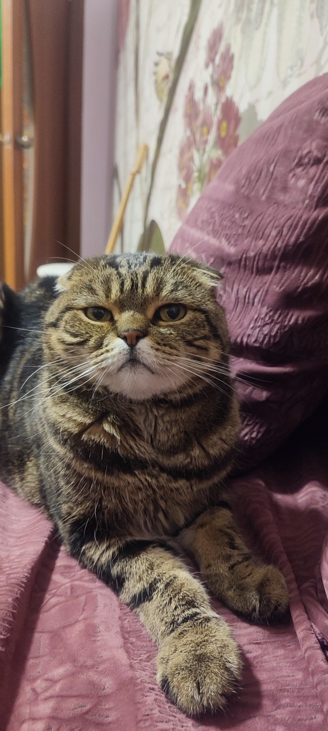 Всех с котовторником