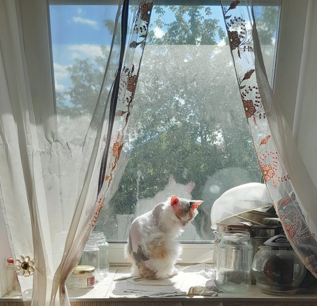 Котовторник 05/11/2024