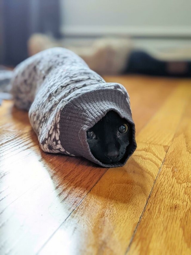 Котовторник в картинках