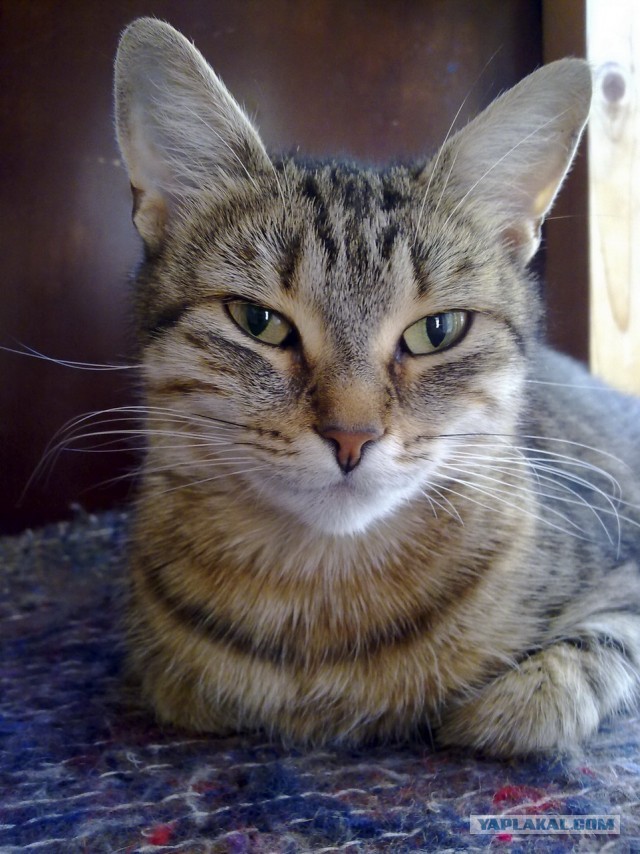 Котовторник 04.06.2013