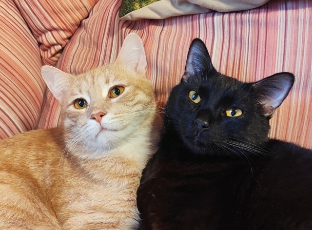 Котэ, совэ и все-все-все