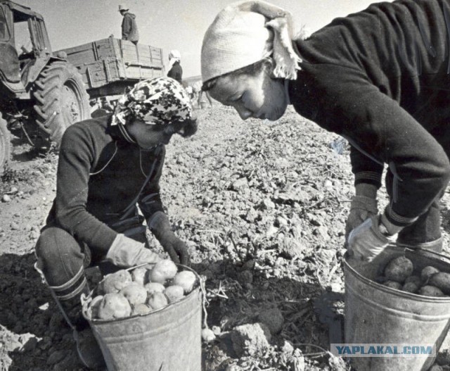 Ностальгия по работящим женщинам