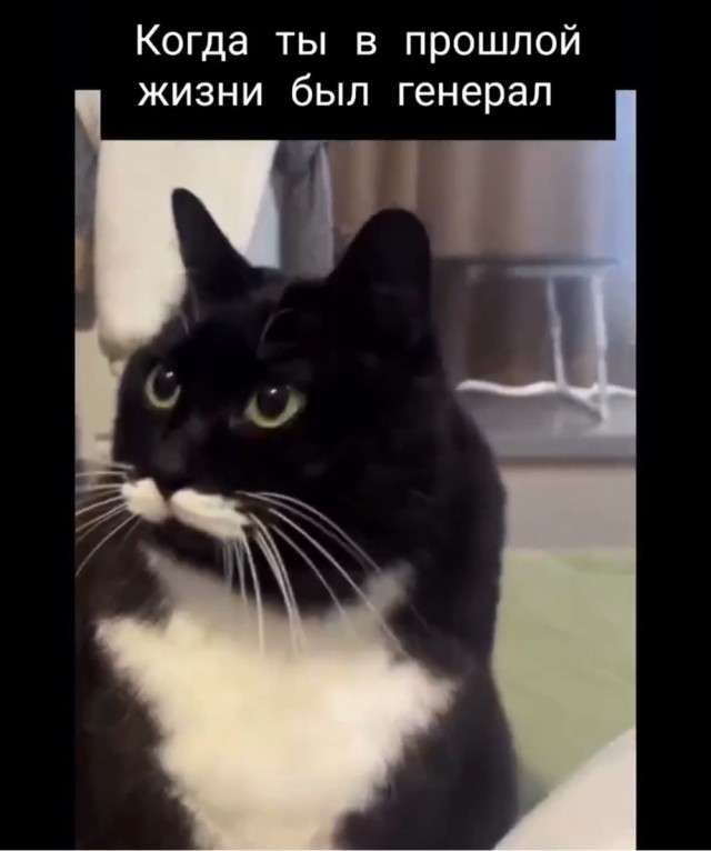 Подборка мемчиков за пол дня