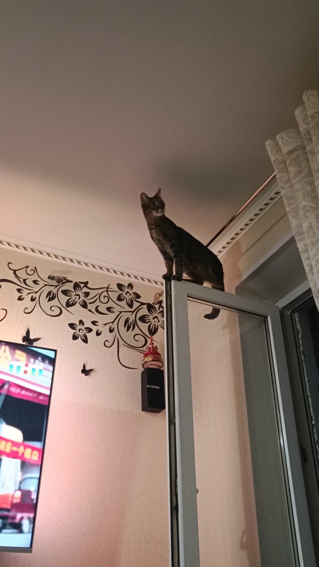 Моя жена не умеет фоткать кота
