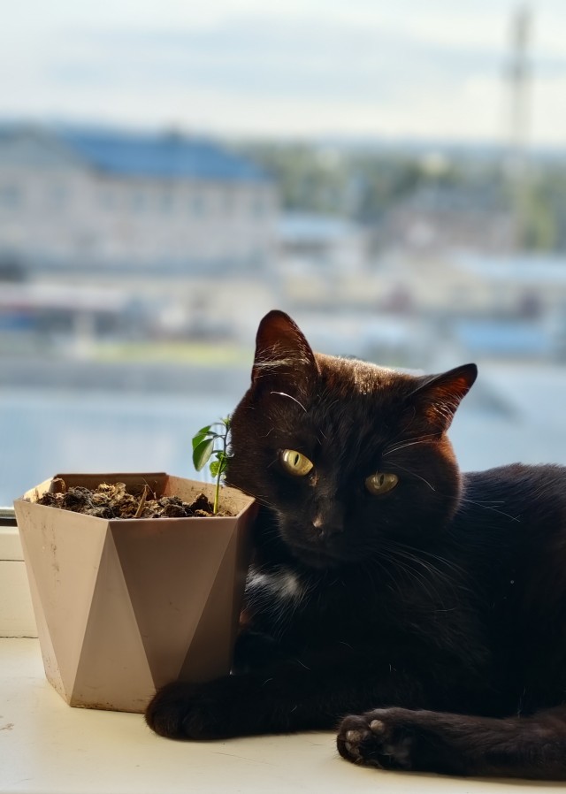 И снова кот Босс