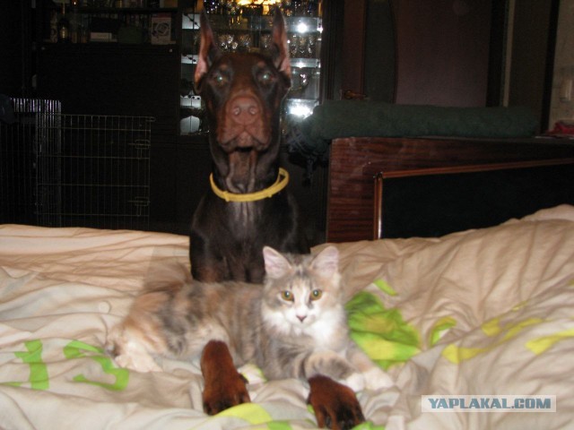 А у Даны д.р. Ей 11 лет..