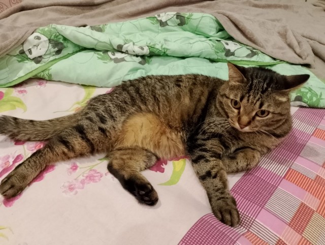 Человеку нужен кот). К котовторнику посвящается!