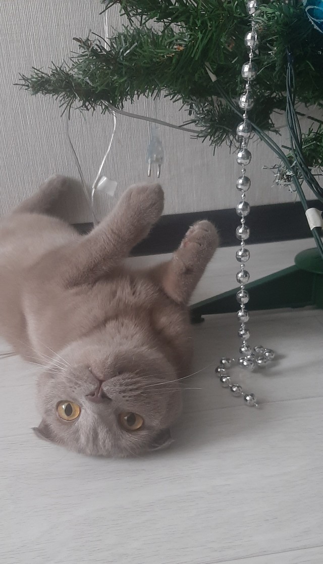 Праздничных красивых фото котов тред
