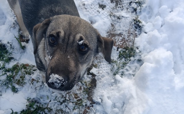 Как Зефир объединил мир. Щенка, спасённого на трассе, завалили подарками