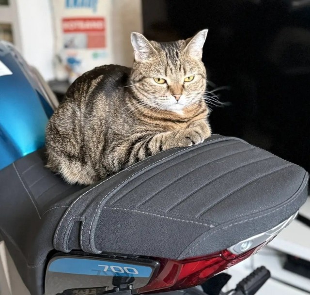 А котовторник уже пришёл?