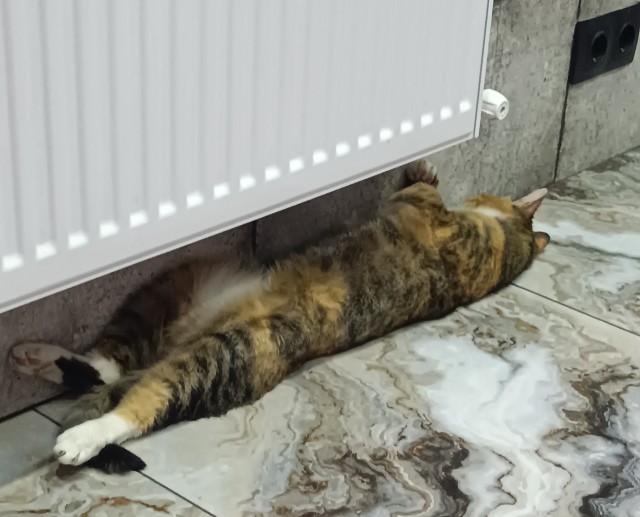 Котовторник же, хватит спать!