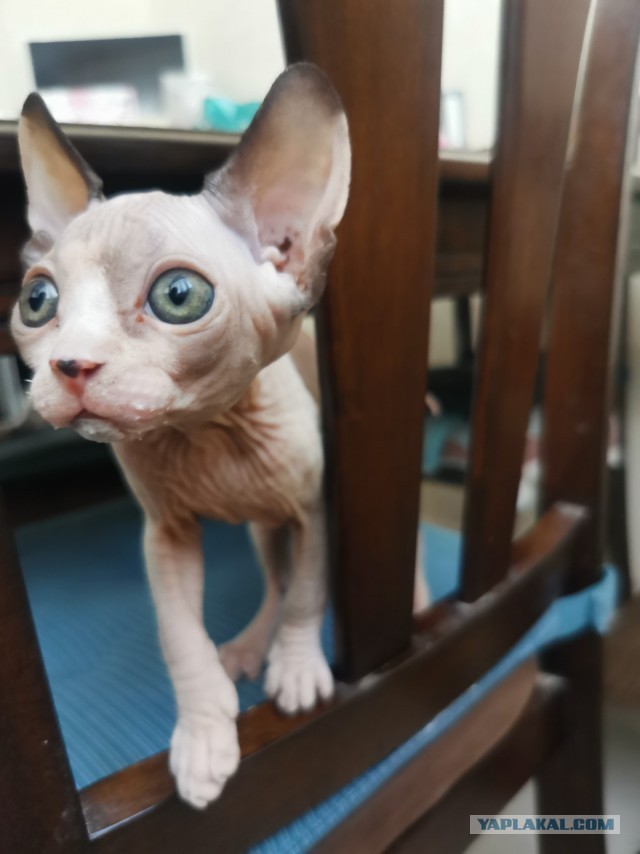 Котовторник
