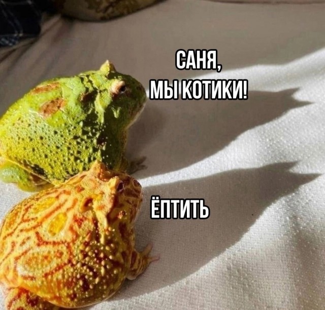 Картинки для деградации 238 (разной степени свежести)