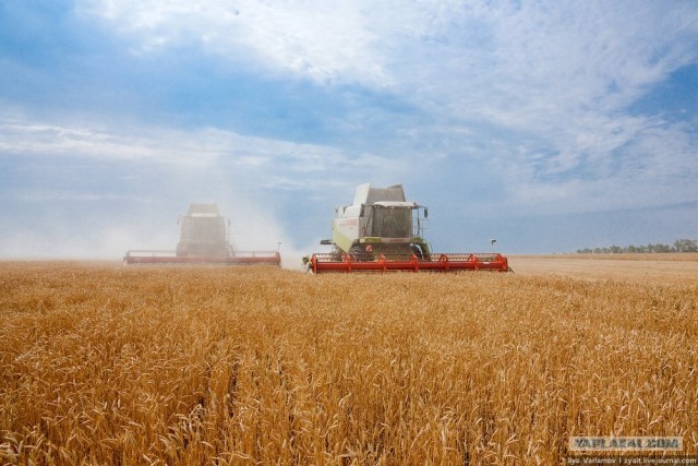 Колосится золотистая пшеница (32 фото)