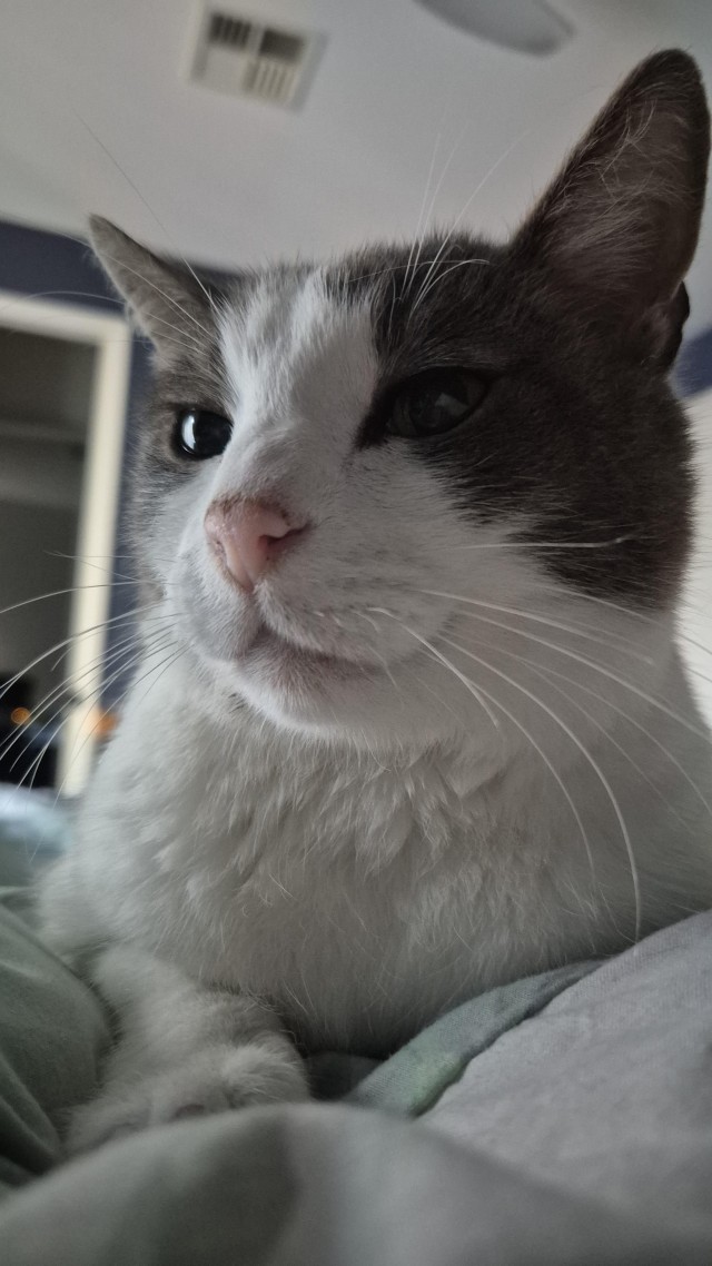 98 лет (котовторник)