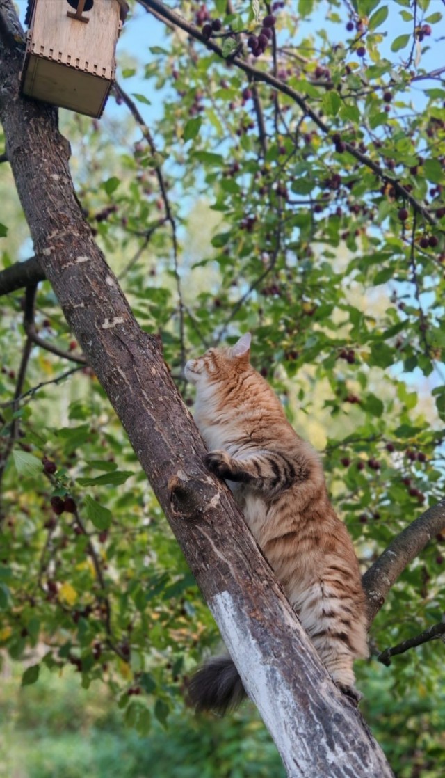 Котовторник