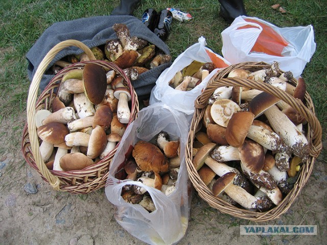 За грибами