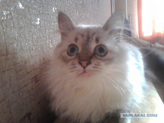Котовторник   17.12.2013
