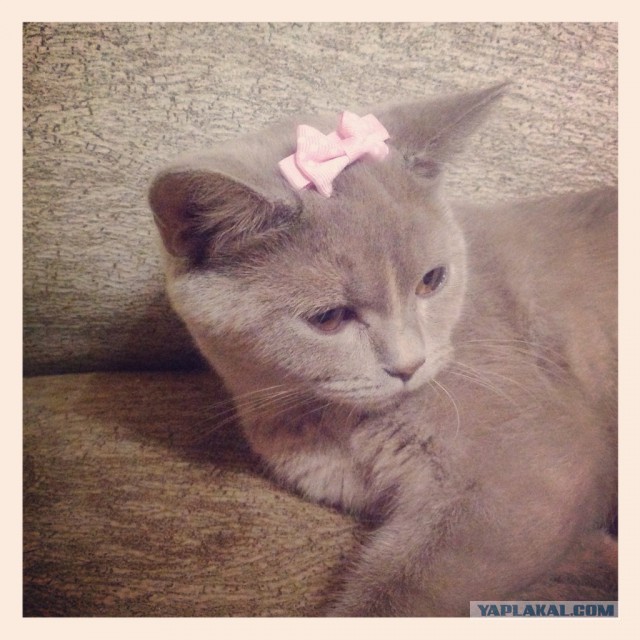 Котовторник  25.03.2014