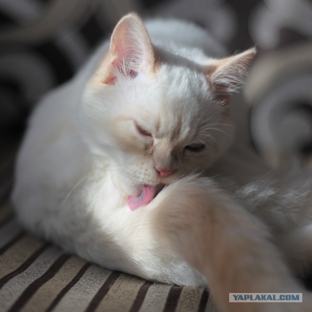 Котовторник  08.04.2014