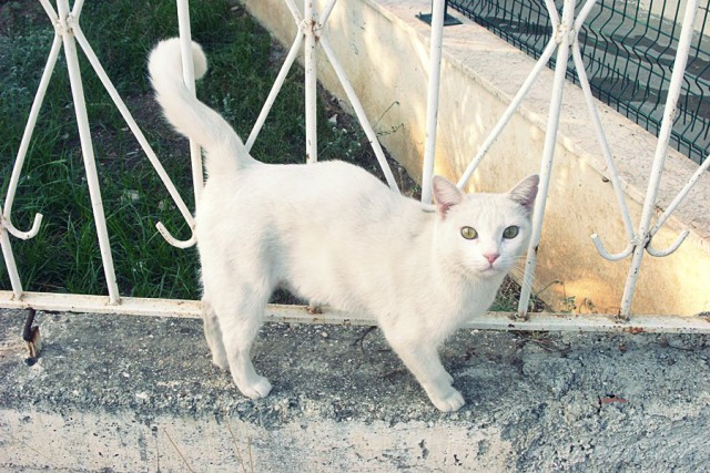 С Котовторником!