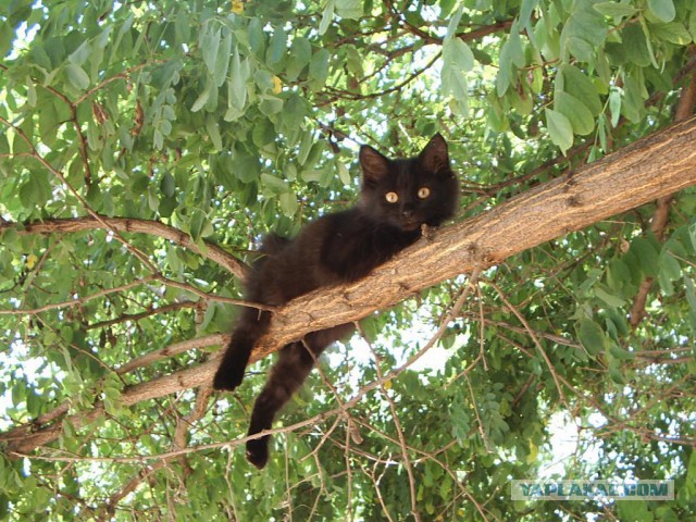 Котовторник 05.08.2014