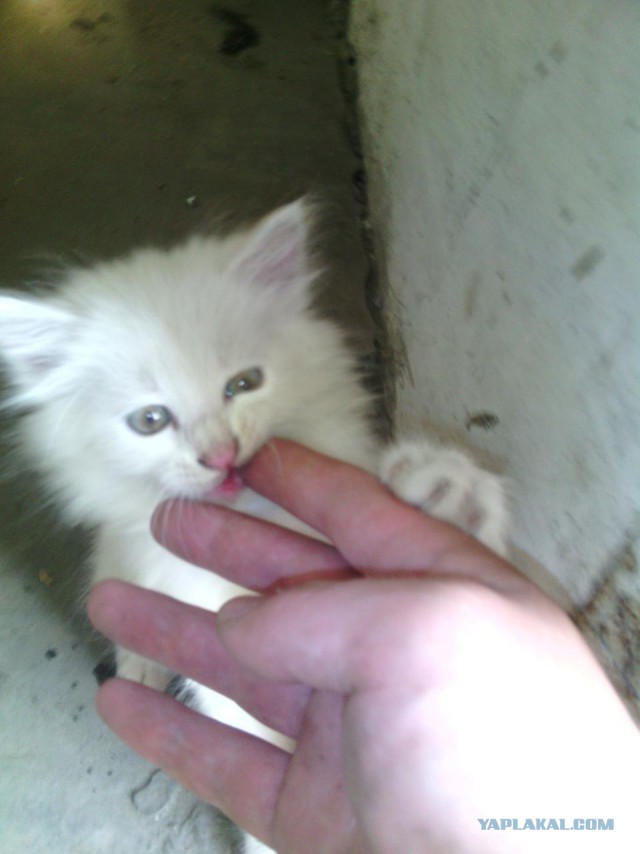 Котовторник 12.08.2014