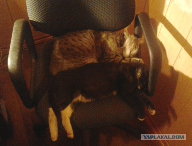 Котовторник 02.09.2014