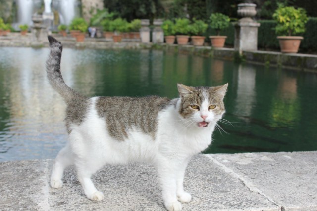 Котовторник 21.10.2014