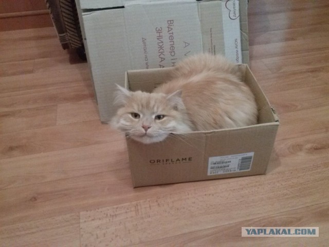 Котовторник 04.11.2014
