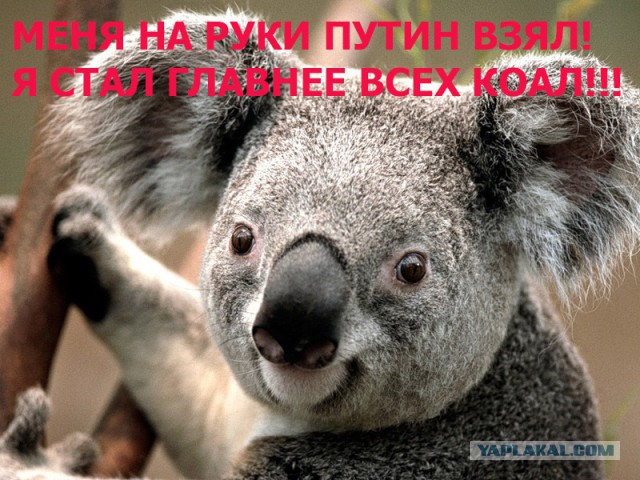 Путин и коала