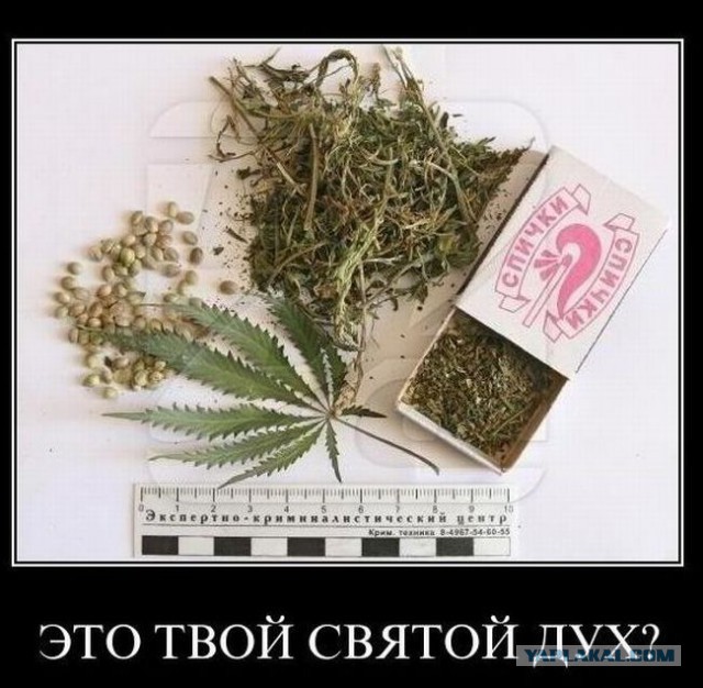 Веселые картинки