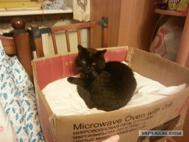 Котовторник 9.12.2014