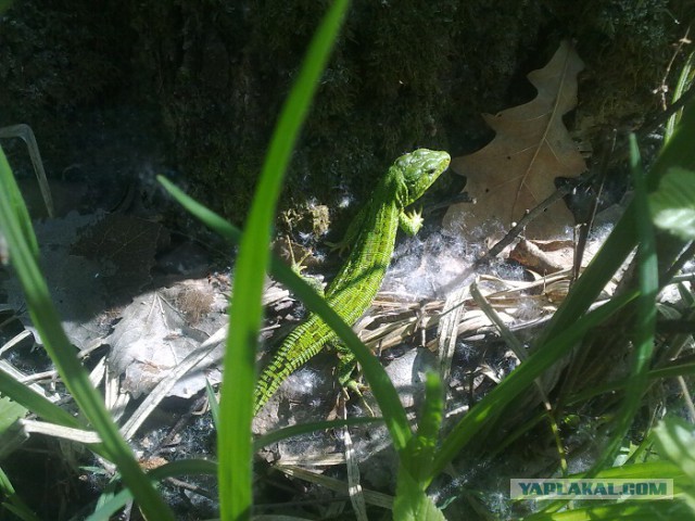 Пучок зелени для ЯПа