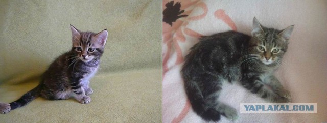 Котовторник 24.03.2015