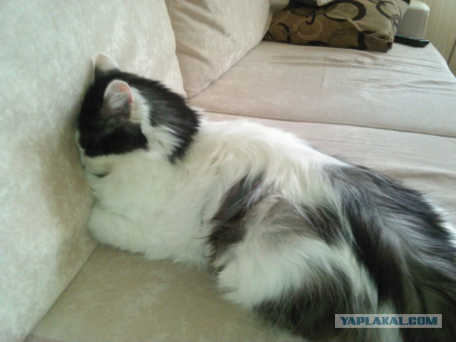 Котовторник