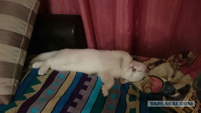 Котовторник 16.02.16