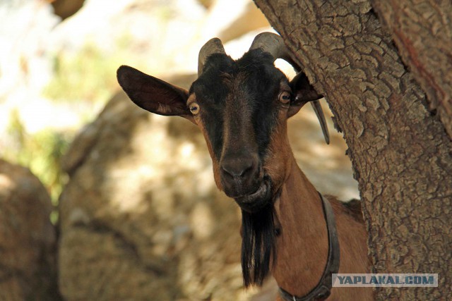 WTF: Что тут происходит?