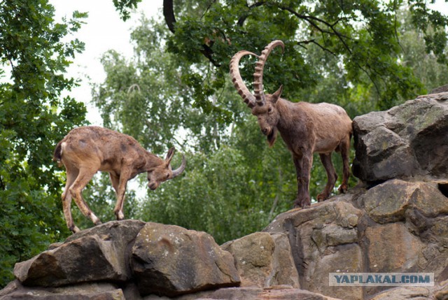 Как сегодня моего ребенка психолог тестировал