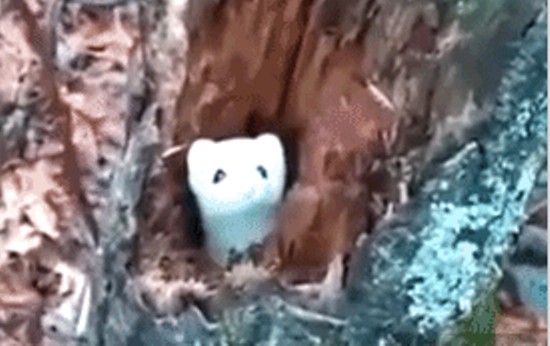 Пугливая мимимишка