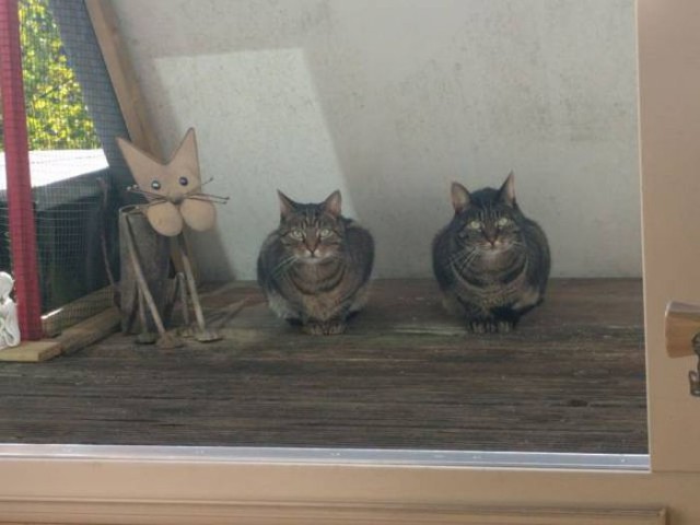 Коты из сети