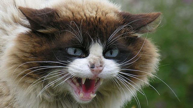 Коты из сети