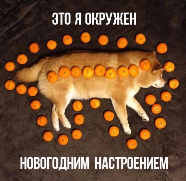Забавные картинки вразнобой