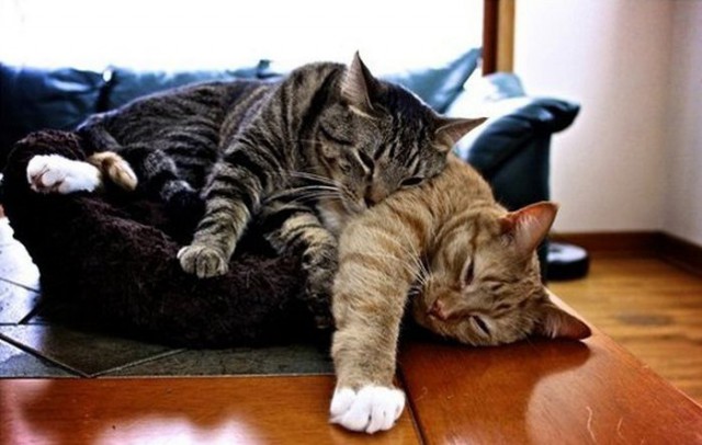 Коты и Кошки