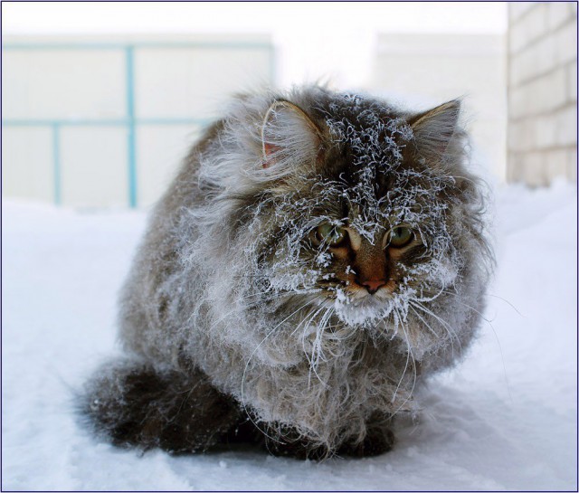 Коты и Кошки