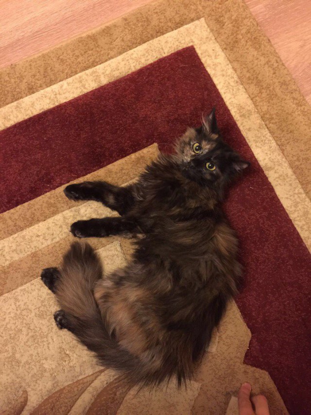 Коты и Кошки