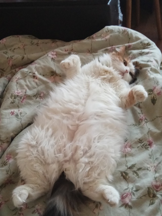 Коты и Кошки