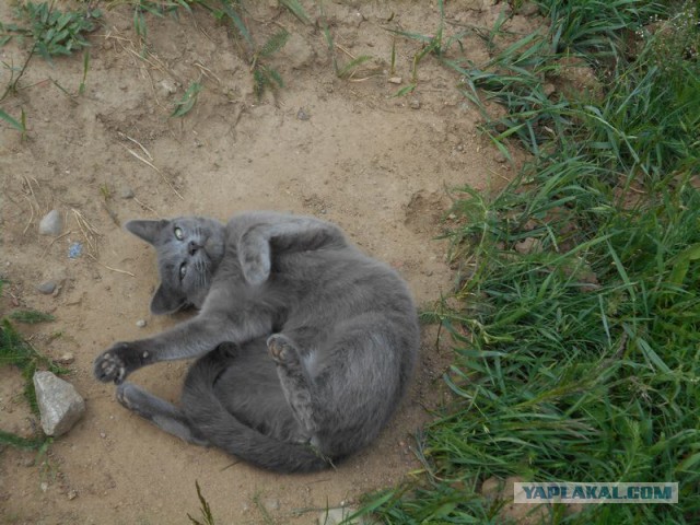 Жизнь домашнего приюта для котеек 171