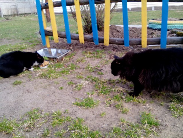 Котовторник 04.07.17