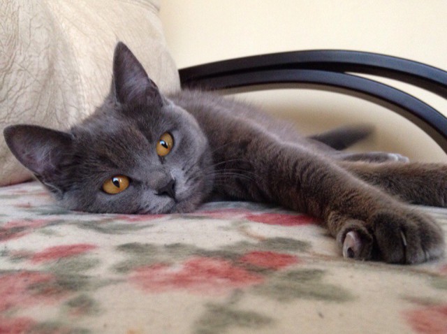 Коты и Кошки